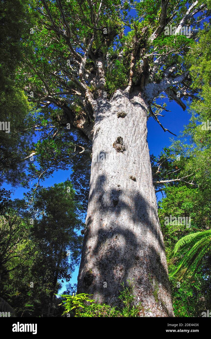 Tane Mahuta Giant Kauri Tree, Waipoua Forest, Northland Region, North