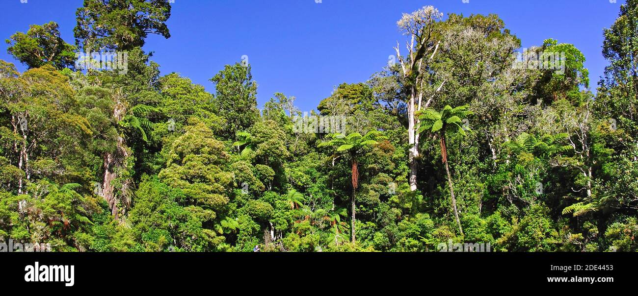 Native bush and Kauri trees, Waipoua Forest, Northland Region, North Island, New Zealand Stock Photo