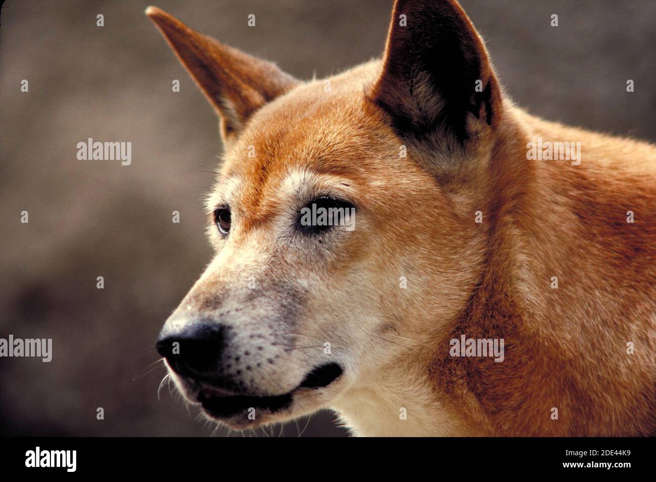 Dingo, Australia Stock Photo