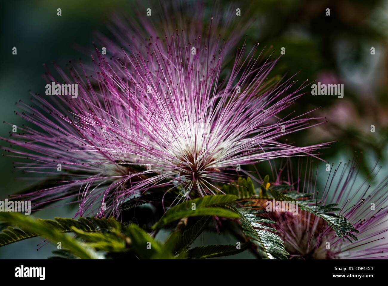 Calliandra surinamensis is a low branching evergreen tropical shrub that is named after Suriname, a country in Northern South America. Stock Photo