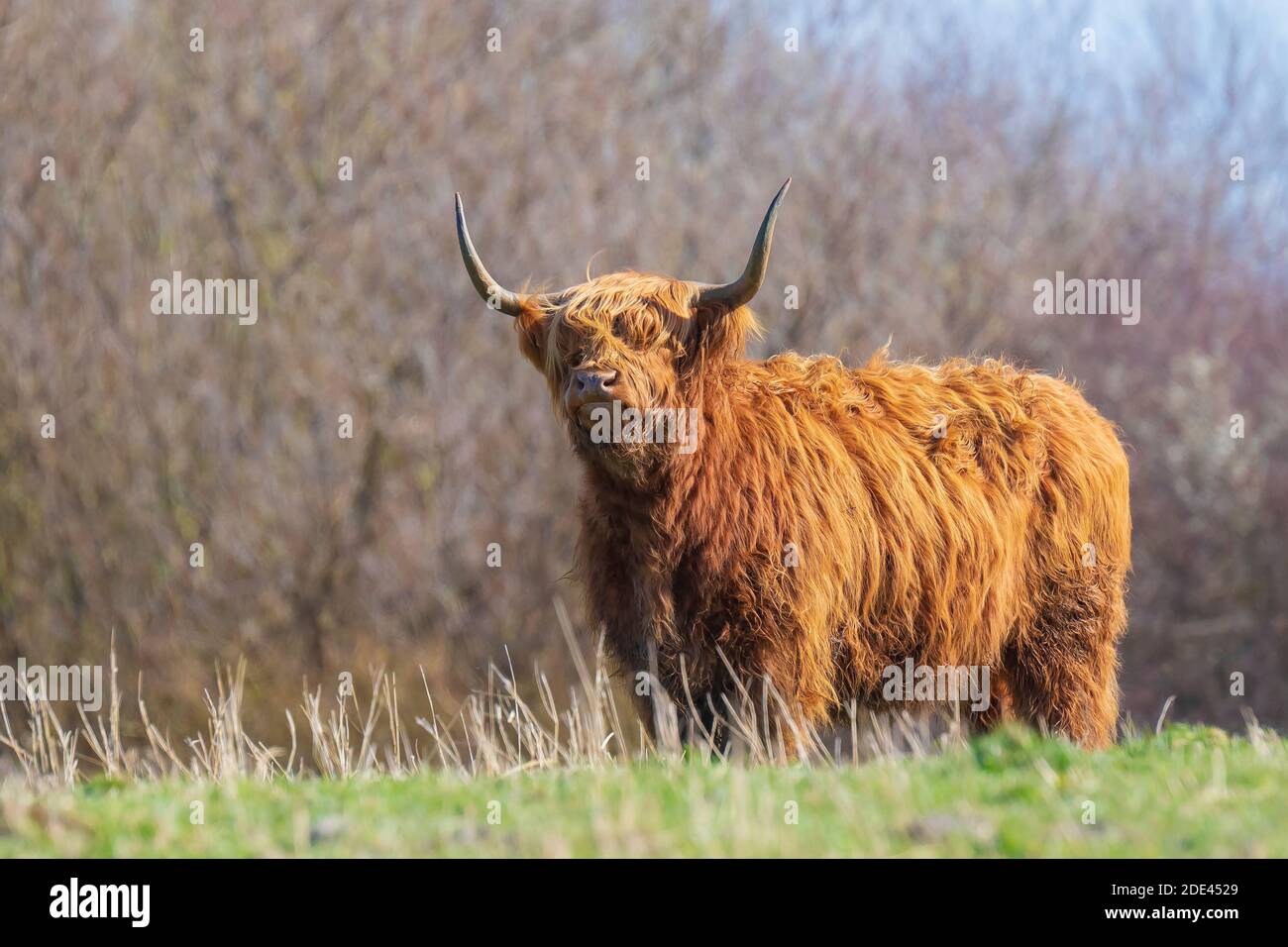 Closeup of brown red Highland cattle, Scottish cattle breed Bos taurus with long horns resting in grassland Stock Photo
