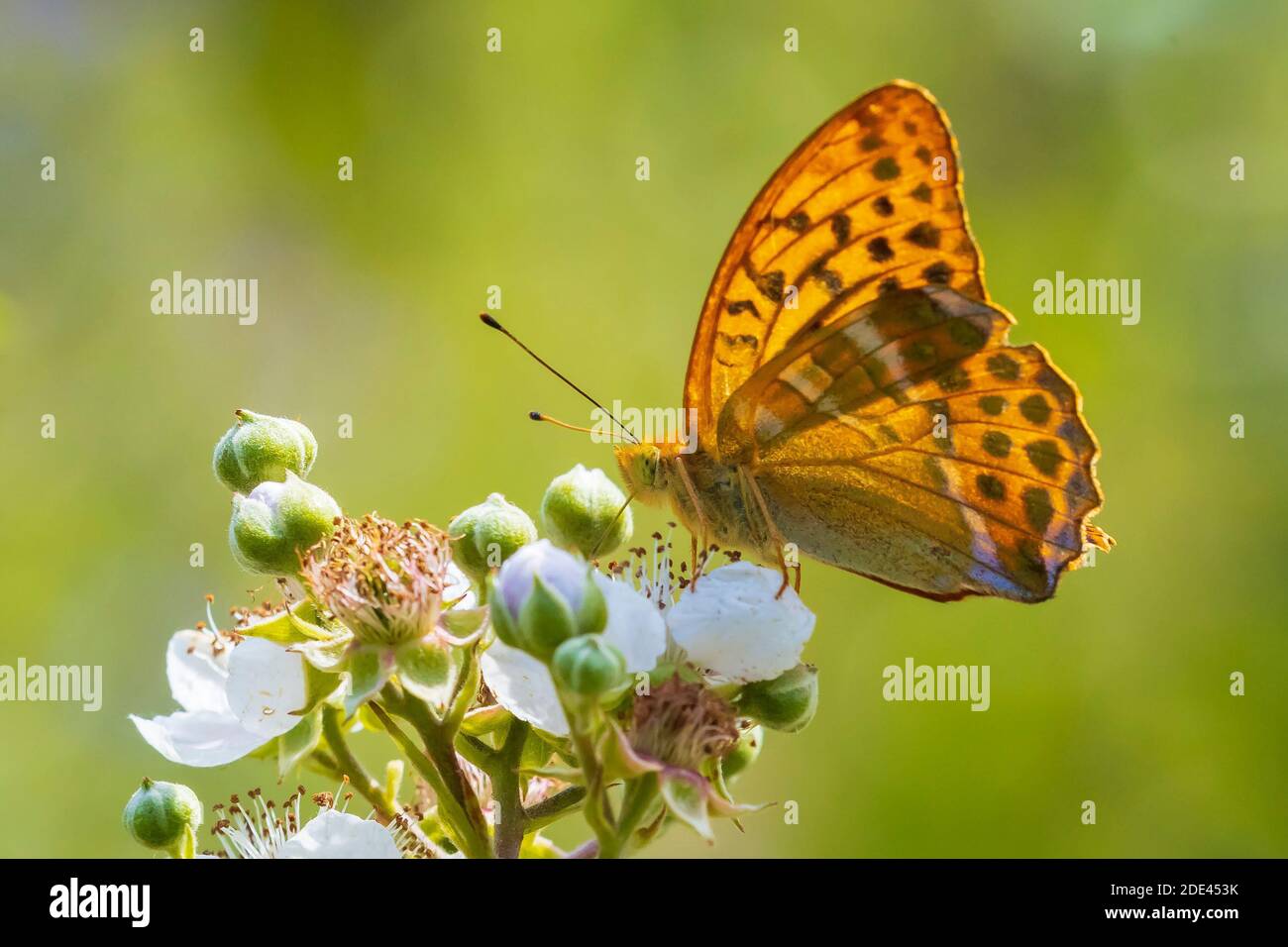 Closeup of a Silver-washed fritillary female butterfly, Argynnis paphia,. This specie extinct in Holland but is making a comeback the last years due t Stock Photo
