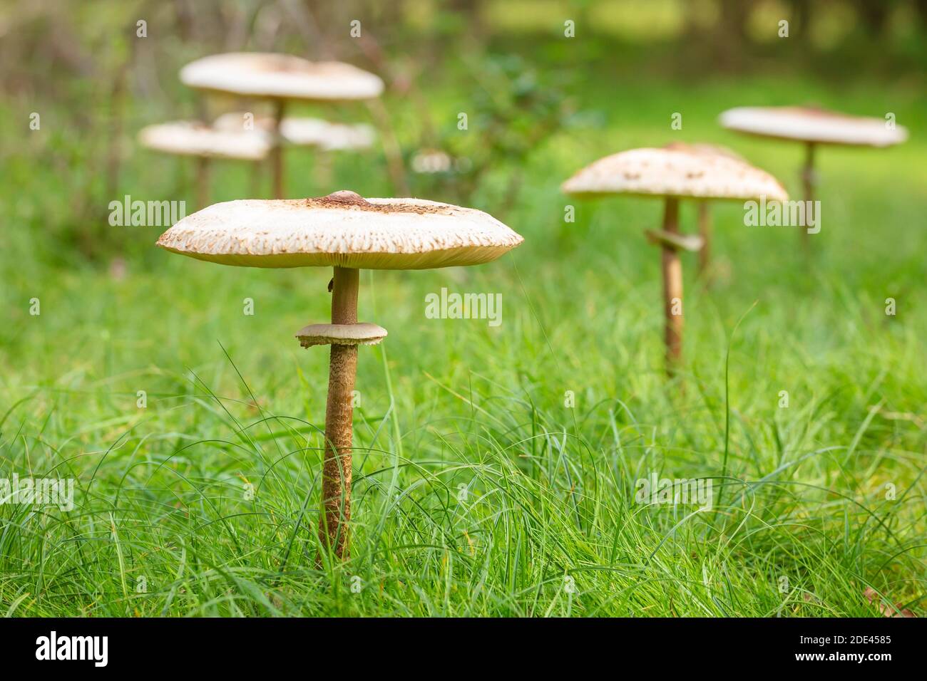 Closeup of a Macrolepiota procera, the parasol mushroom, in a fairy ring. A basidiomycete fungus with a large, prominent fruiting body resembling a pa Stock Photo
