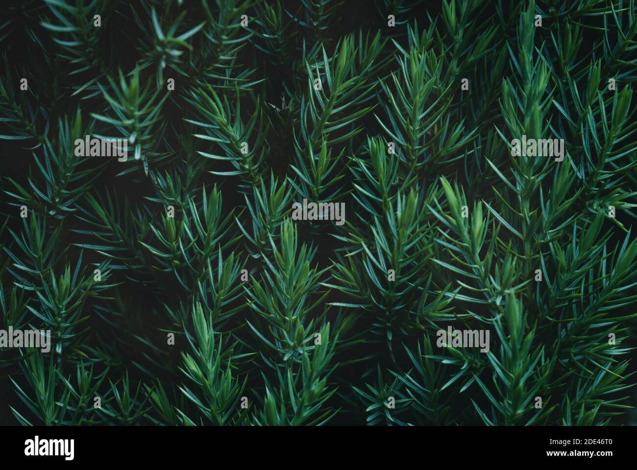Juniper hedge texture in dark green tones, close up Stock Photo