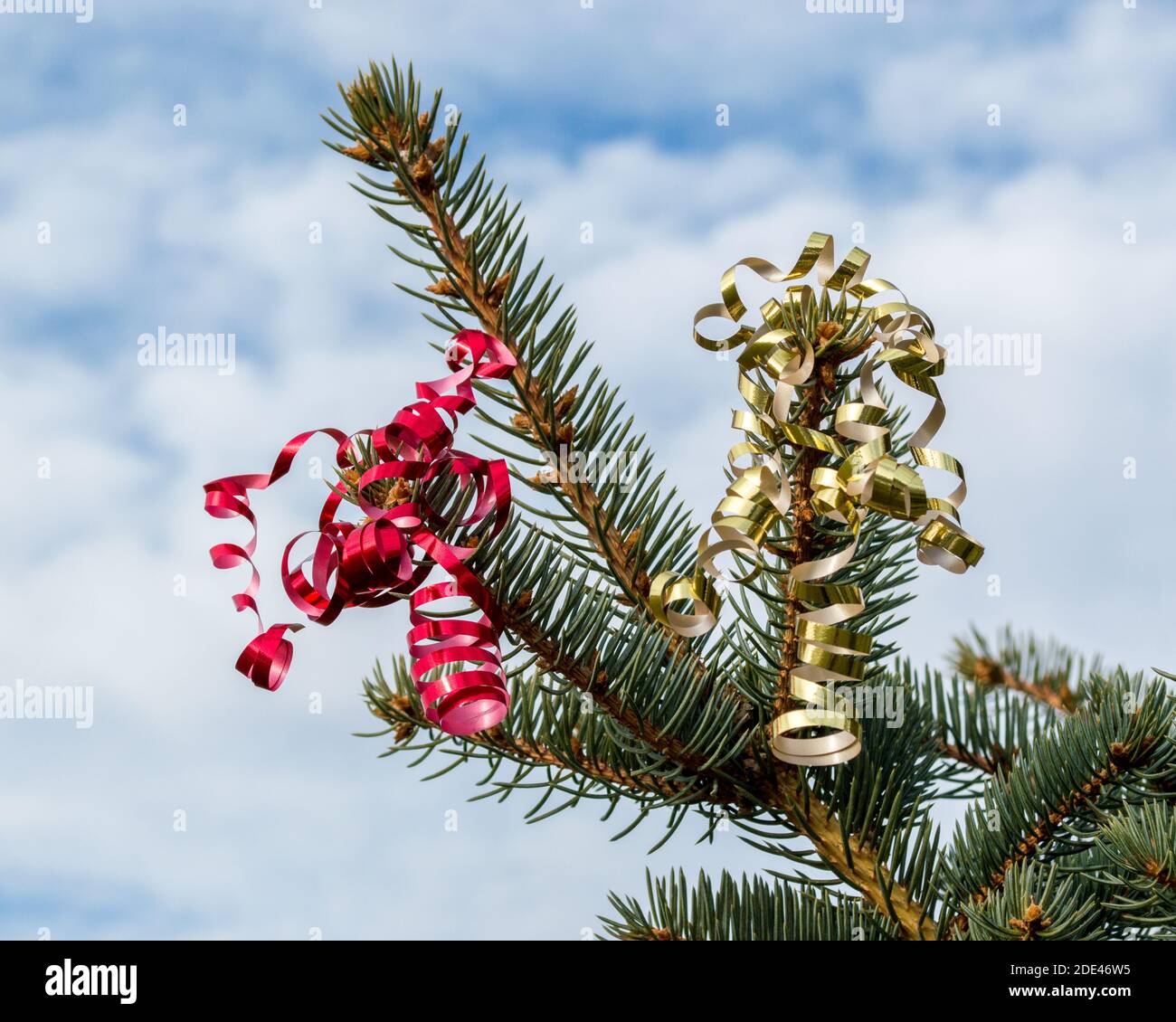 red and gold Christmas curling ribbon hanging from the branches of a