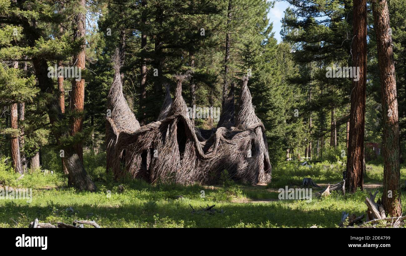 Artist Patrick Dougherty’s “Tree Circus” amid ponderosa pine trees at