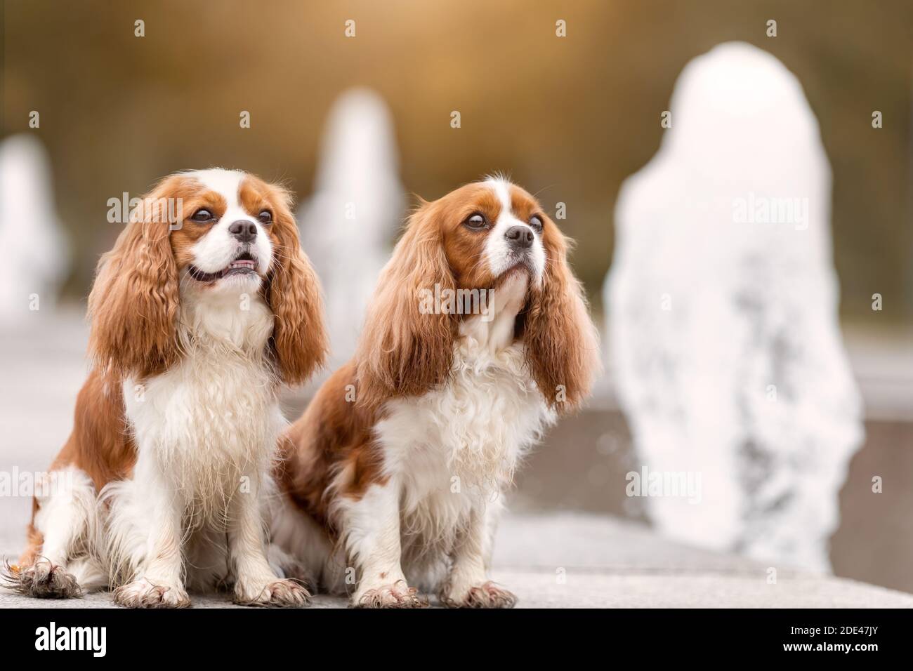 A purebred tricolor Cavalier King Charles Spaniel dog sitting on a park  bench Stock Photo - Alamy
