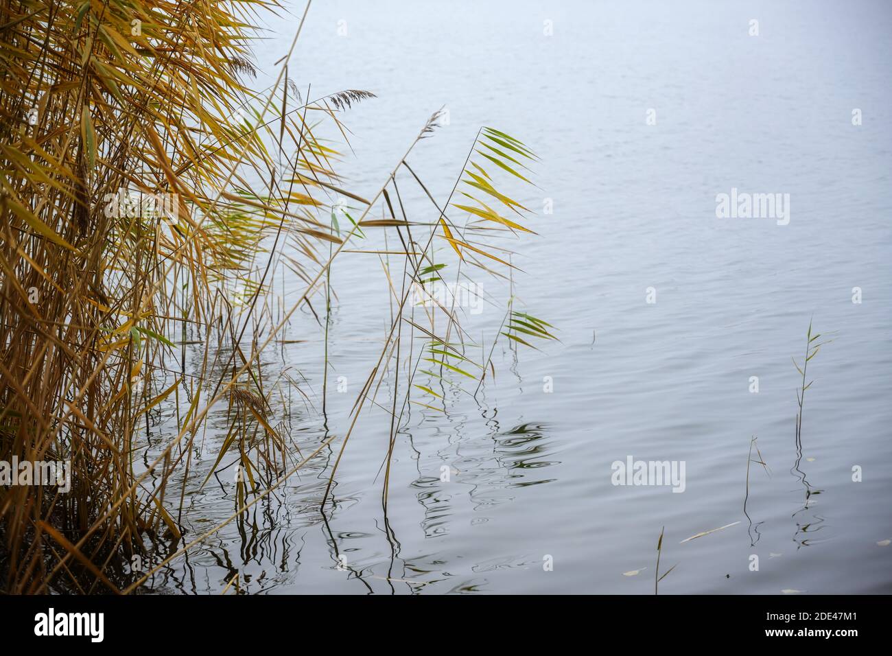Golden reed in autumn in the water at a lake, natural landscape with generous copy space, selected focus Stock Photo
