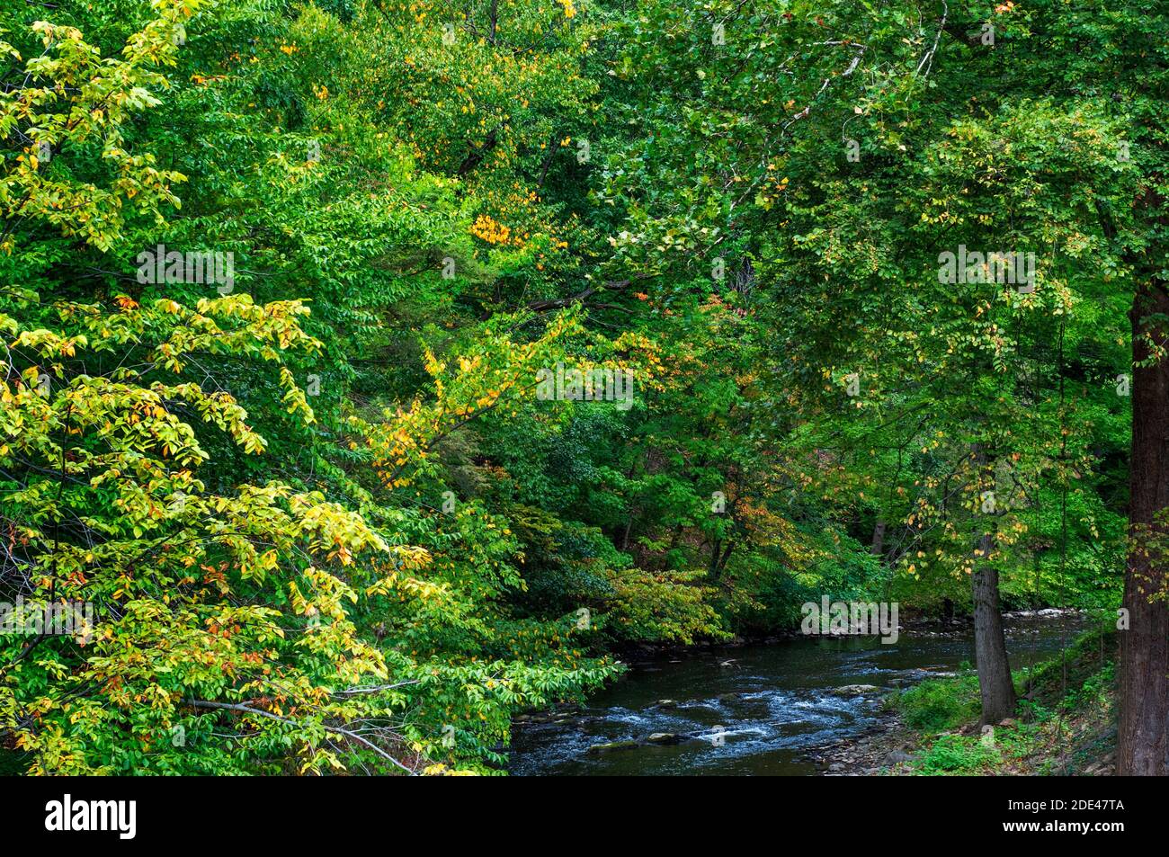 Bronx, New York Crab apple trees with yellow and white Daffodils on