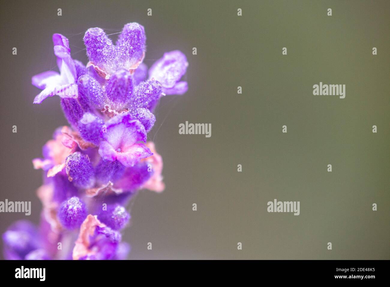 A macro photograph of a lavender flower Stock Photo