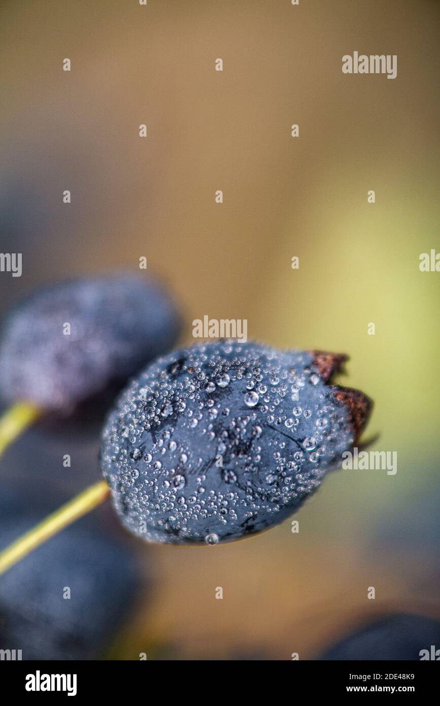 A closeup of a myrtle berry covered in water droplets Stock Photo