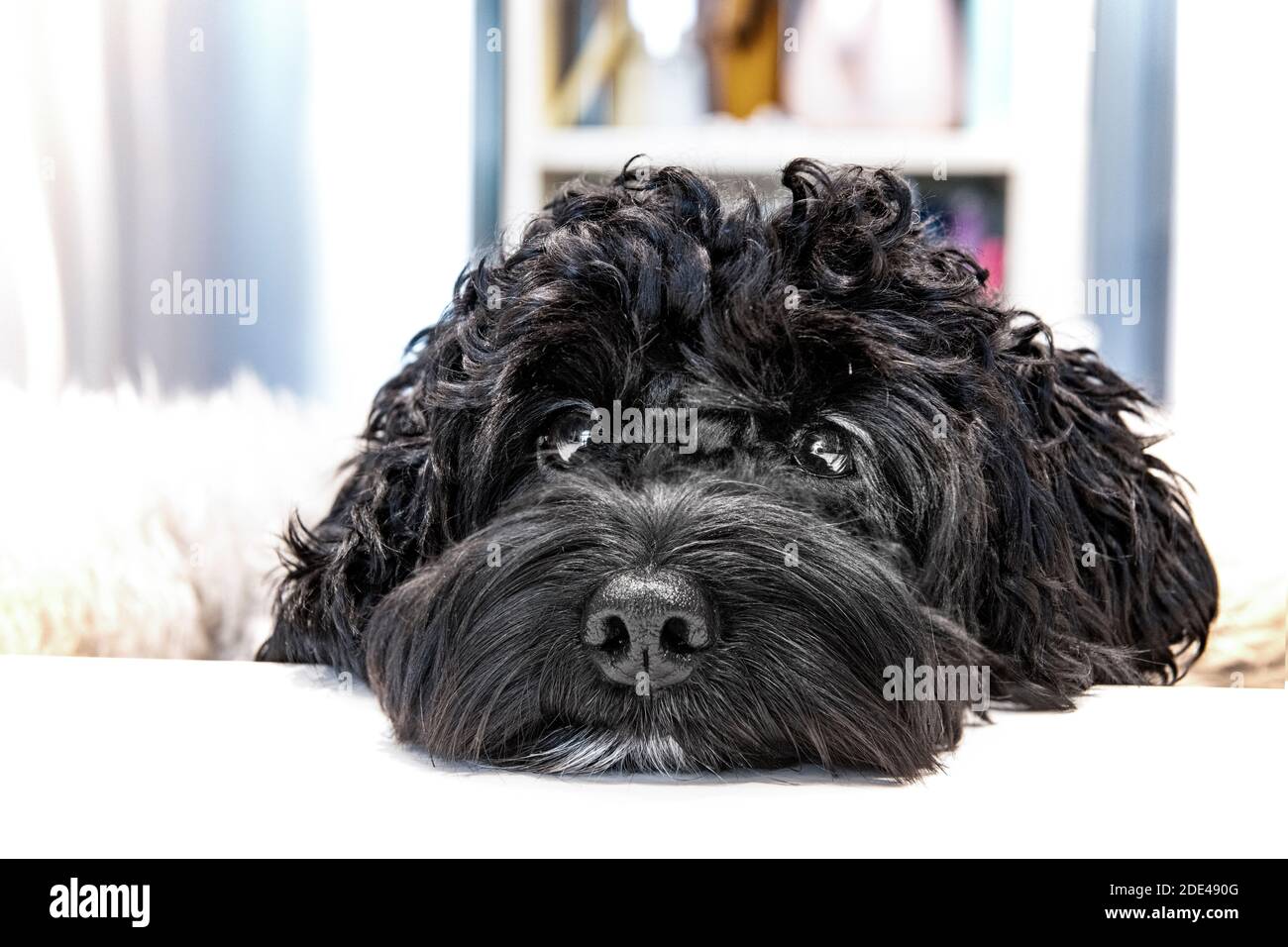 A cockapoo puppy leans her head on the table Stock Photo