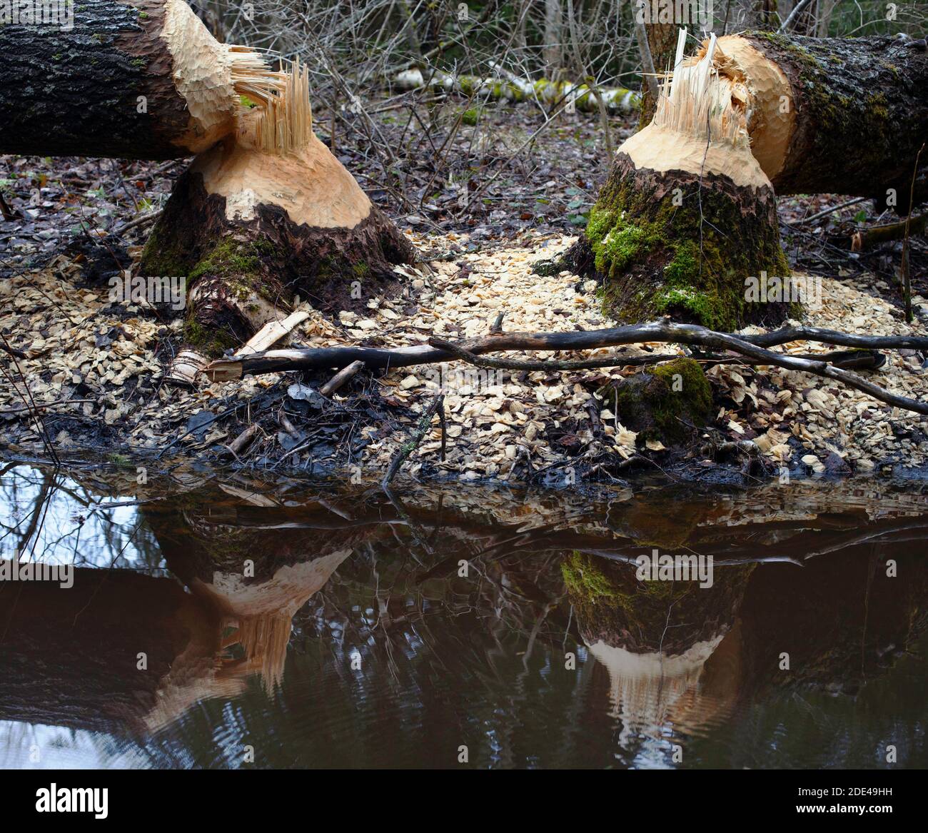 two trees gnawed by the beaver, beaver teeth marks on a tree trunks with reflection in water Stock Photo