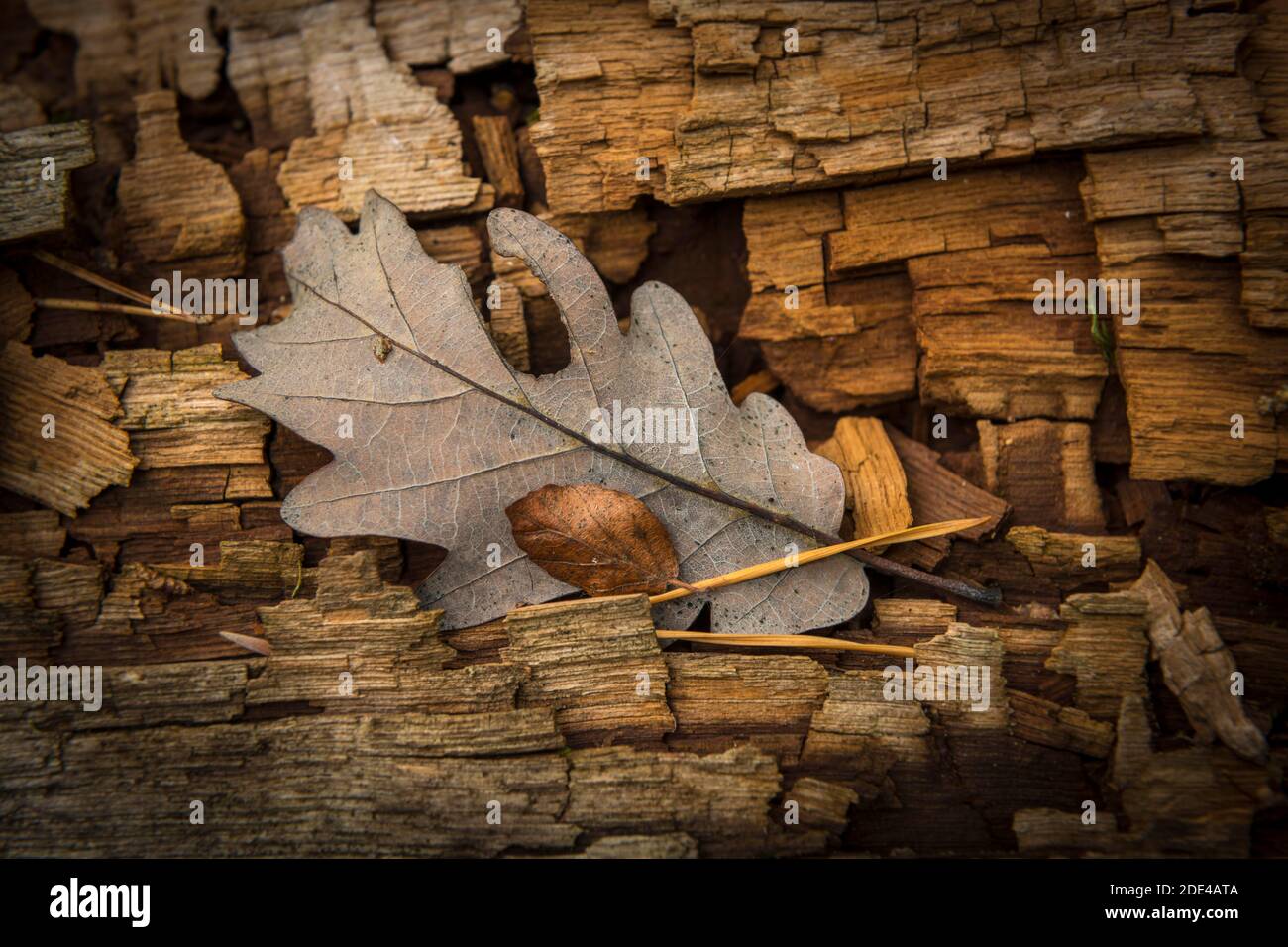 Oak leaf on weathered wood, tone in tone, Moenchbruch nature reserve, Gross-Gerau, Hesse, Germany Stock Photo