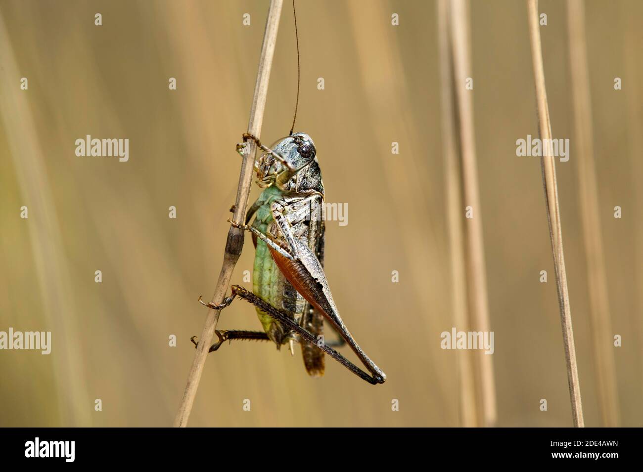 Roesel's bush-cricket (Roeseliana roeselii), family of the Bush Crickets (Tettigoniidae), Valais, Switzerland Stock Photo