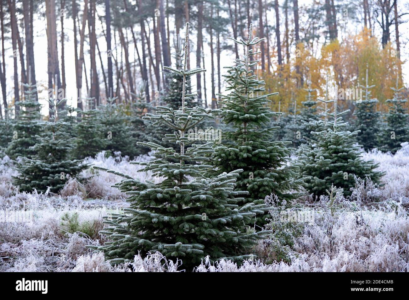 Abies nordmannianas (Abies nordmanniana) with hoarfrost, autumn, North Rhine-Westphalia, Germany Stock Photo