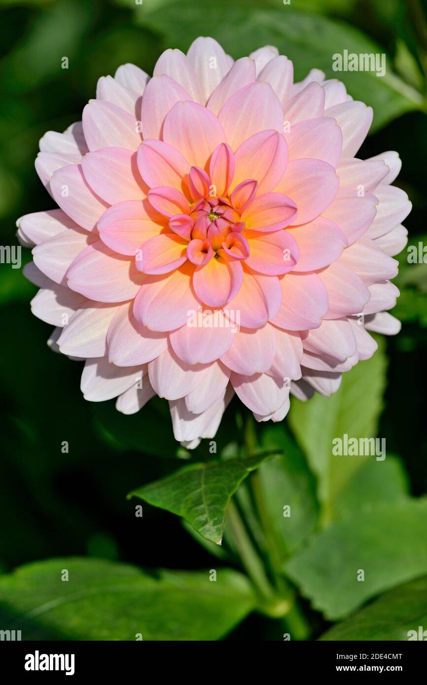 Dahlia (Dahlia), variety Truly Scrumptious, pink and cream white flower, North Rhine-Westphalia, Germany Stock Photo