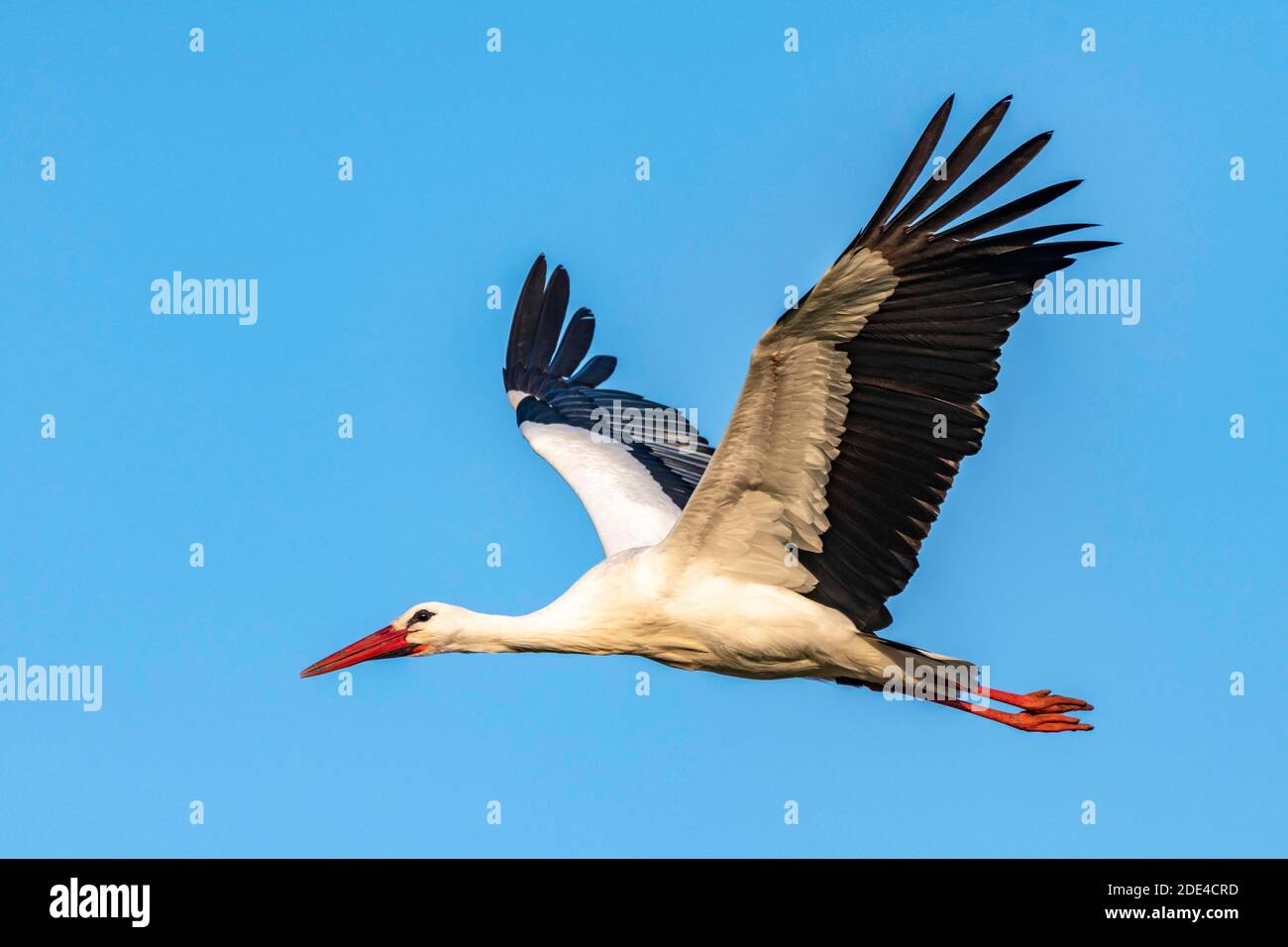 White Stork, in flight, Ciconia ciconia, Luetzelsee, Canton Zurich
