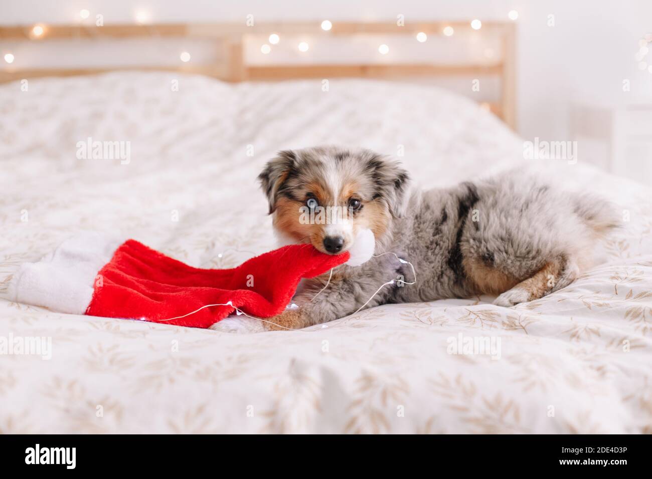 Cute small dog pet lying on bed at home holding Santa hat in mouth teeth. Christmas New Year holiday celebration. Adorable funny miniature Australian Stock Photo