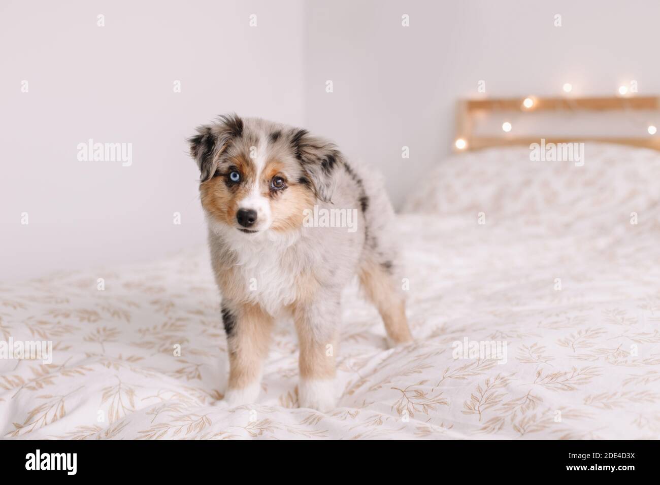 Cute small miniature Australian shepherd dog pet on bed at home. Christmas New Year holiday celebration. Adorable dog puppy with different color eyes Stock Photo