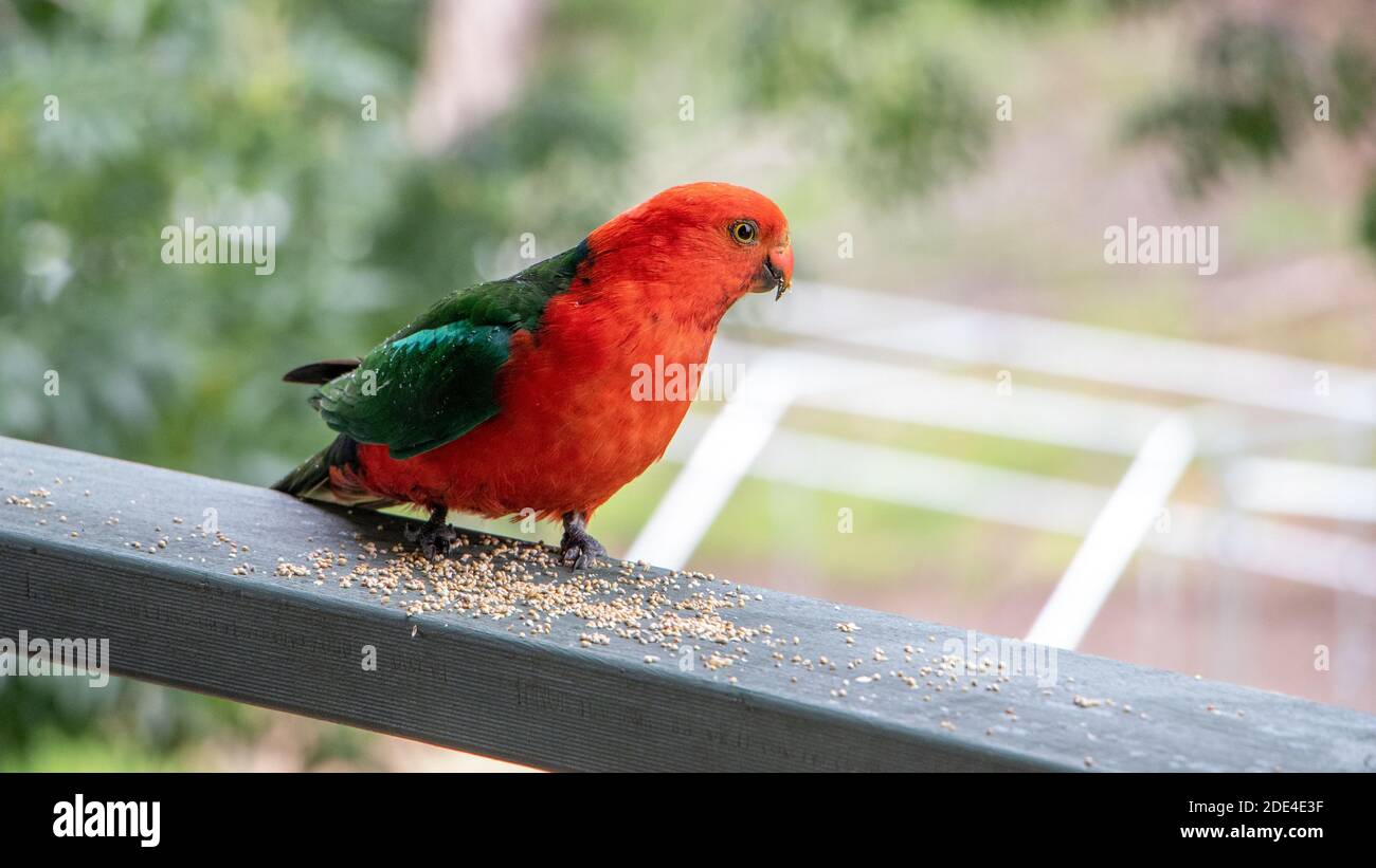 Australian birds Stock Photo