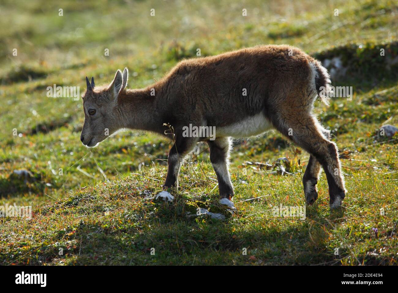 Alpine ibex, young animal, Capra ibex, Creux du Van, Switzerland Stock Photo