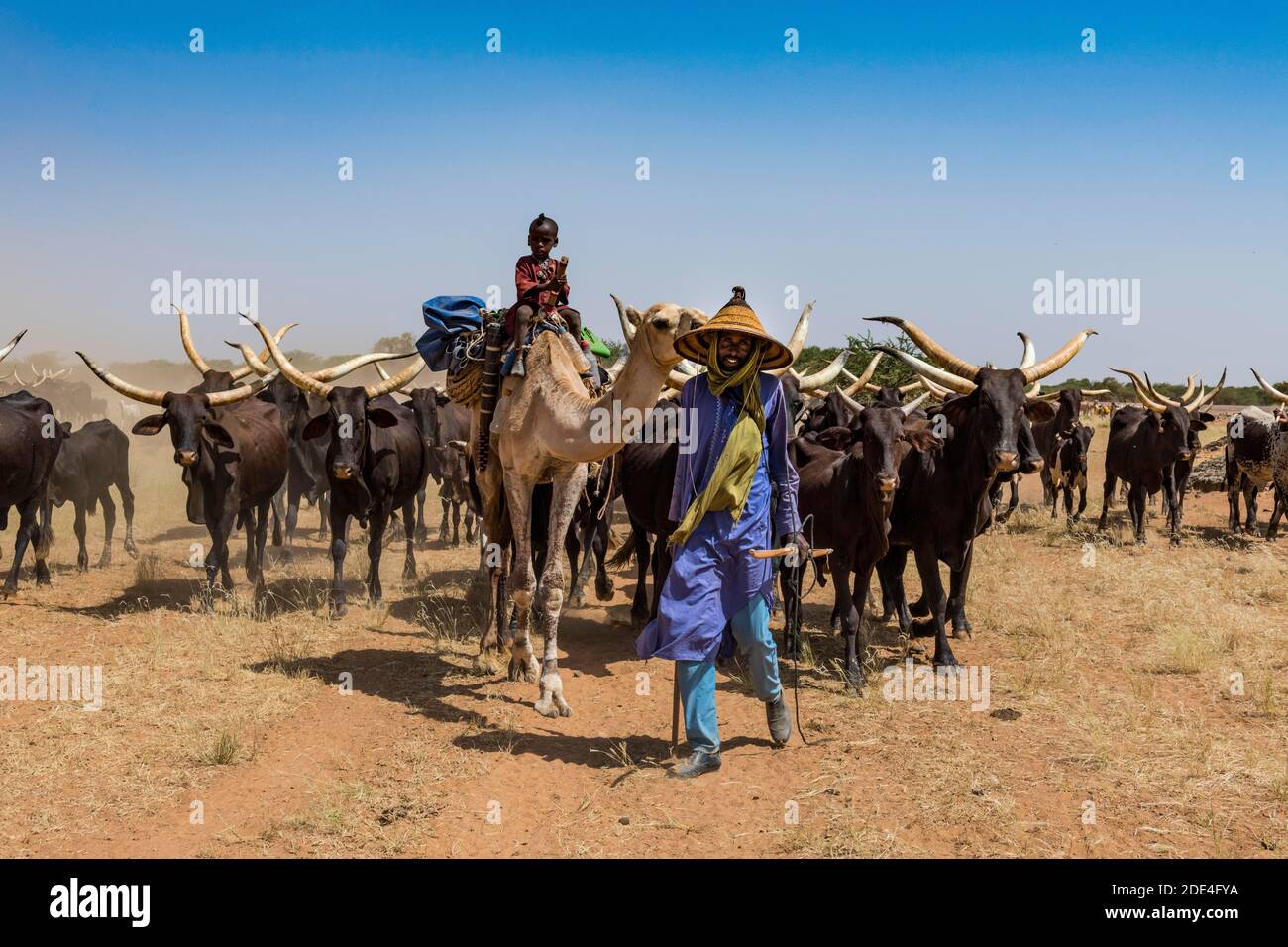 Caravan of Peul nomads with their animals in the Sahel of Niger Stock Photo