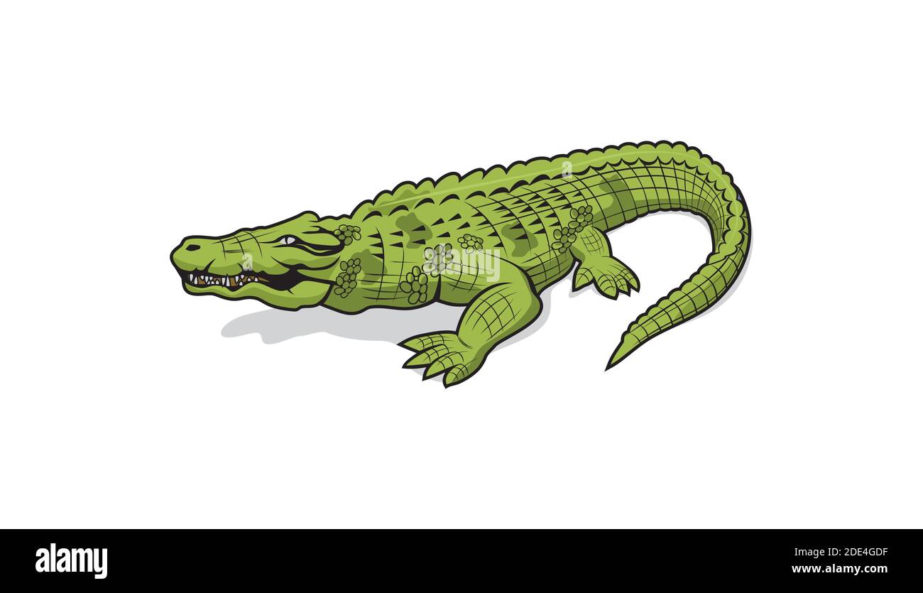 Alligator crocodile cartoon character design illustration vector eps format , suitable for your design needs, logo, illustration, animation, etc. Stock Vector