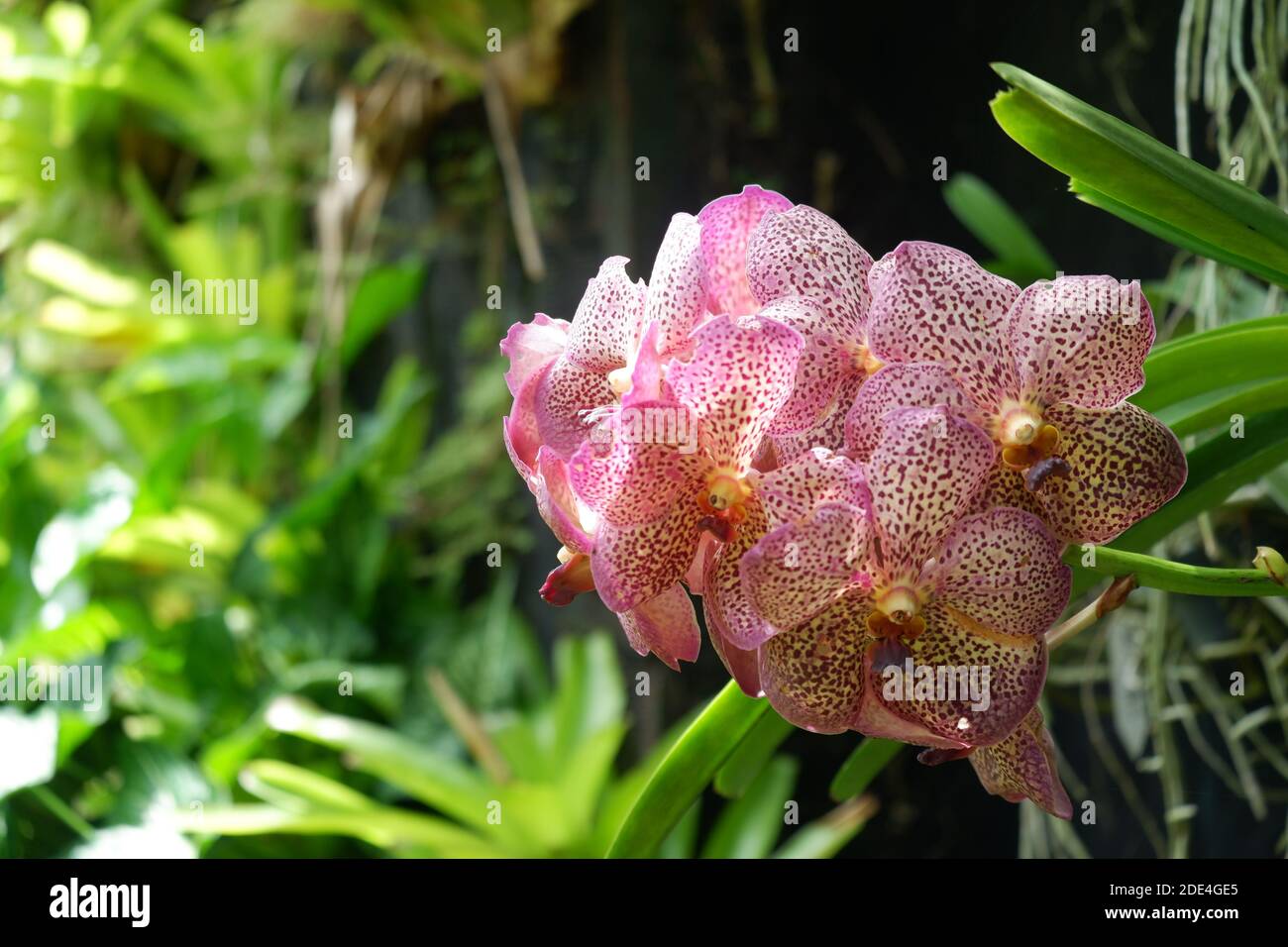 Anggrek Vanda Totol Ungu, Purple Vanda Orchid with white combination that grows in a garden isolated blur background - orchid theme wallpaper , out of Stock Photo