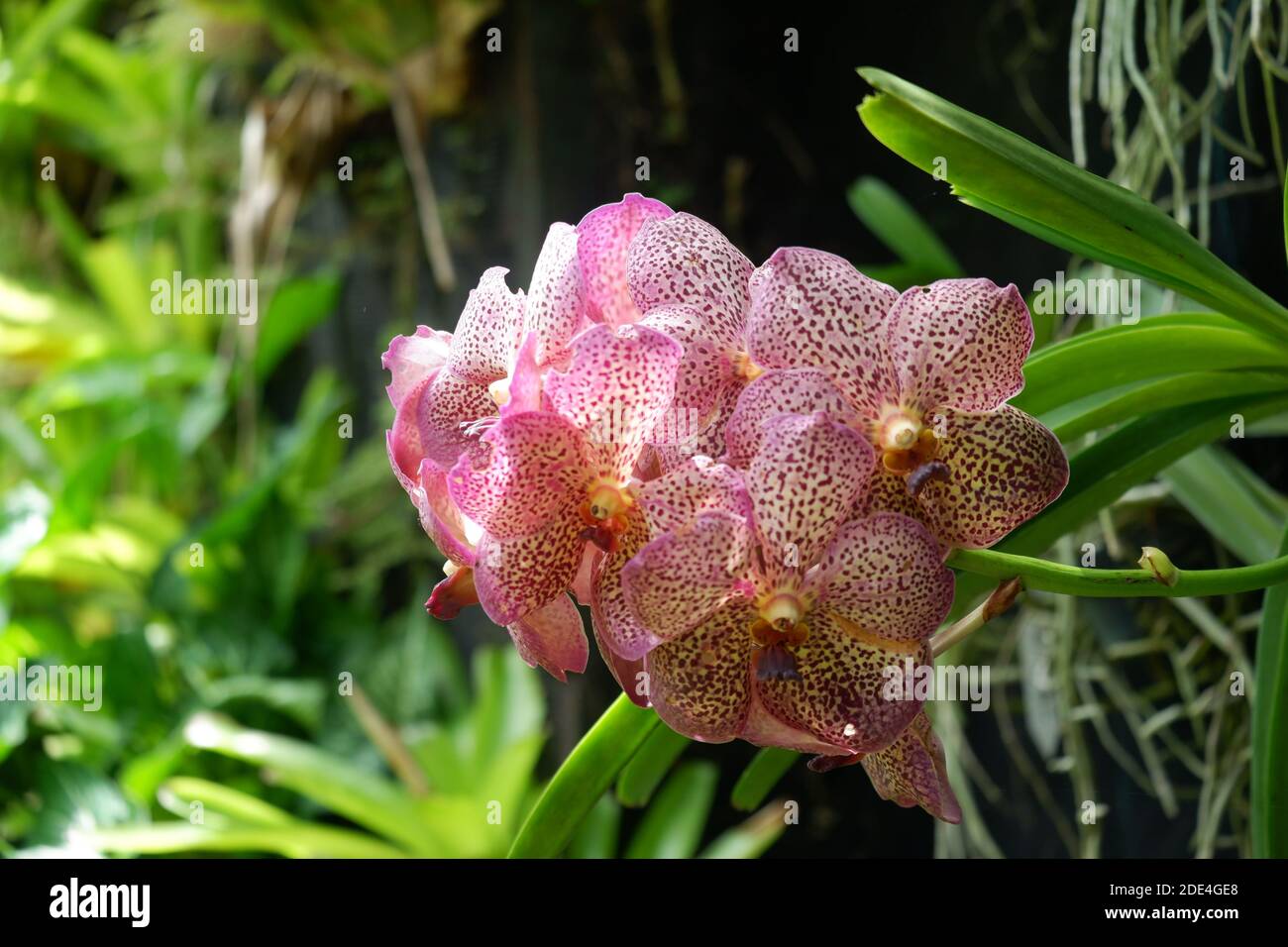 Anggrek VandaTotol Ungu, Purple Vanda Orchid with white combination that grows in a garden isolated blur background - orchid theme wallpaper , out of Stock Photo