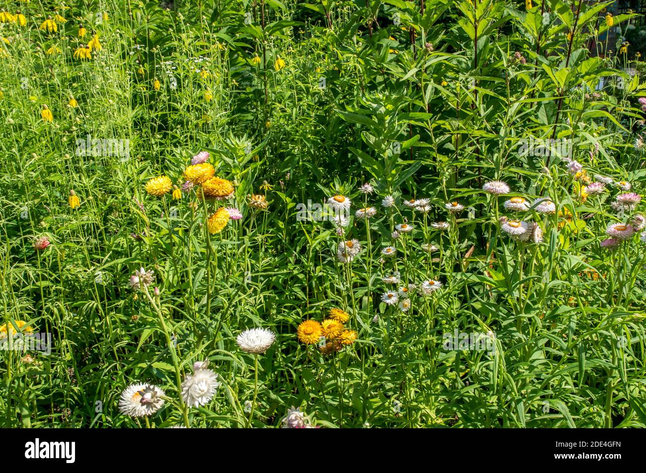 Vibrant color beauty in nature hi-res stock photography and images - Alamy