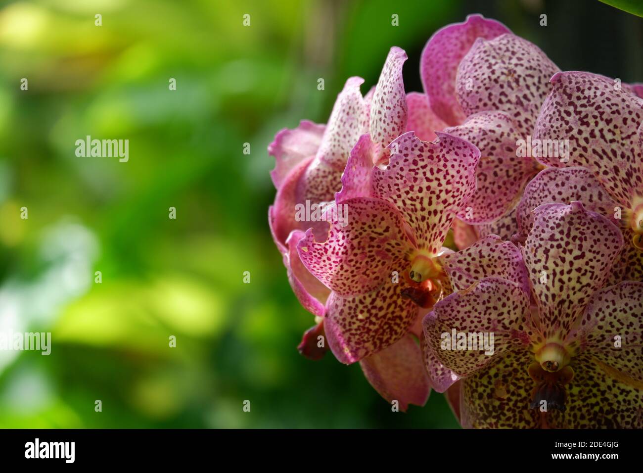 Anggrek Vanda Totol Ungu, Purple Vanda Orchid with white combination that grows in a garden isolated blur background - orchid theme wallpaper , out of Stock Photo
