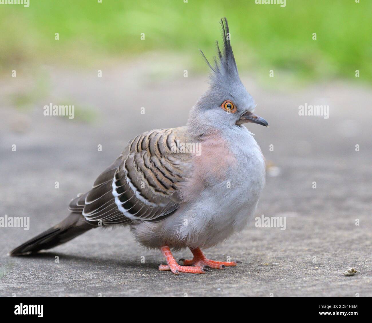 A Crested Pigeon (Ocyphaps lophotes) fledgling standing on the ground soon after leaving the nest in NSW, Australia Stock Photo