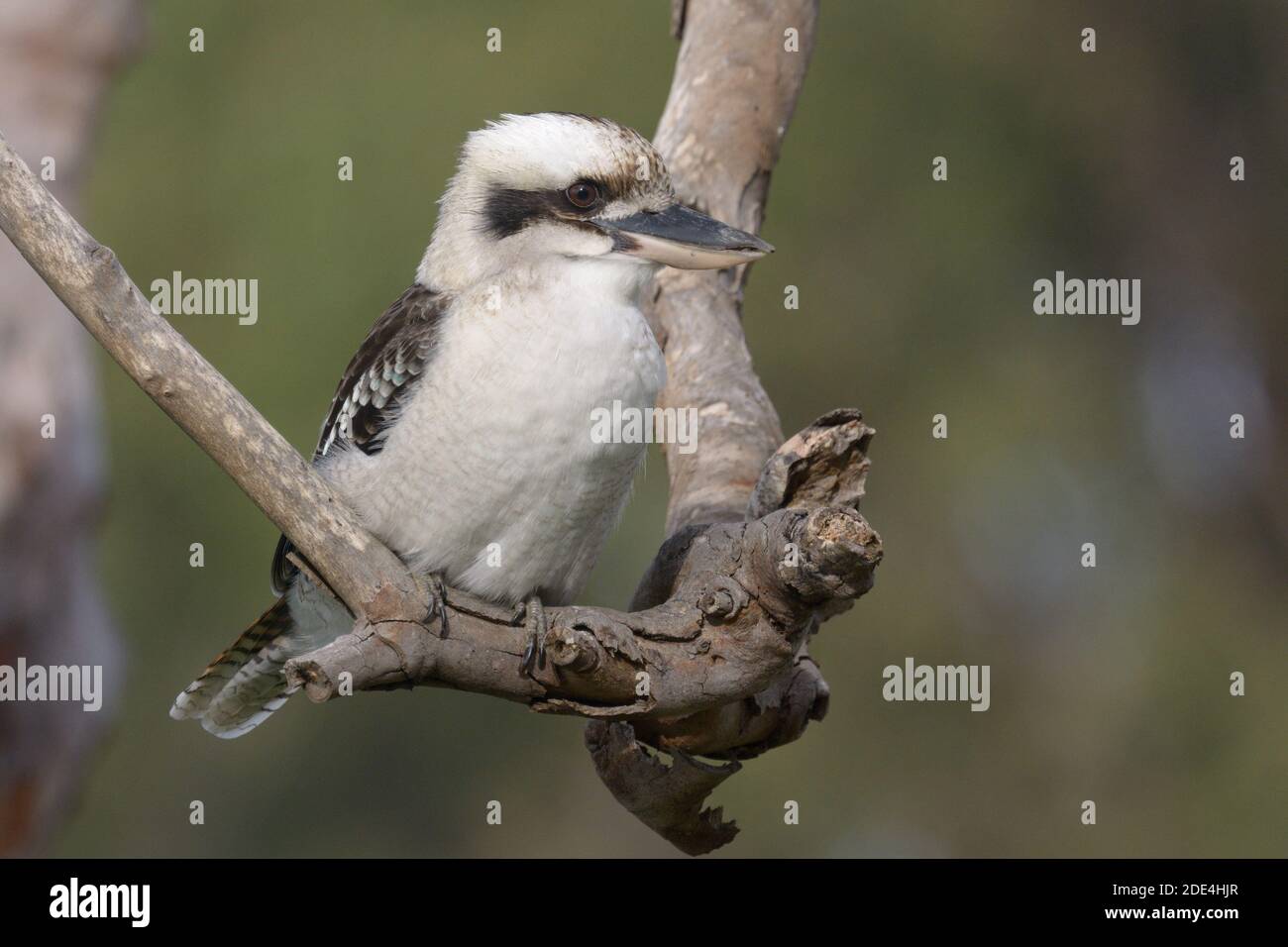 Laughing Kookaburra (Dacelo novaeguineae) perched on a branch in the wild Stock Photo