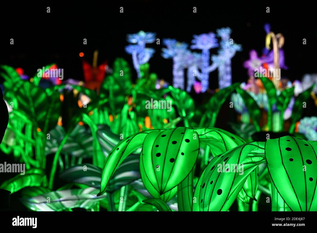 Displays of crafted lights in the shape of plants and animals on display  during the LuminoCity Festival on Randall's Island Park in New York, NY,  November 28, 2020. A combination of the