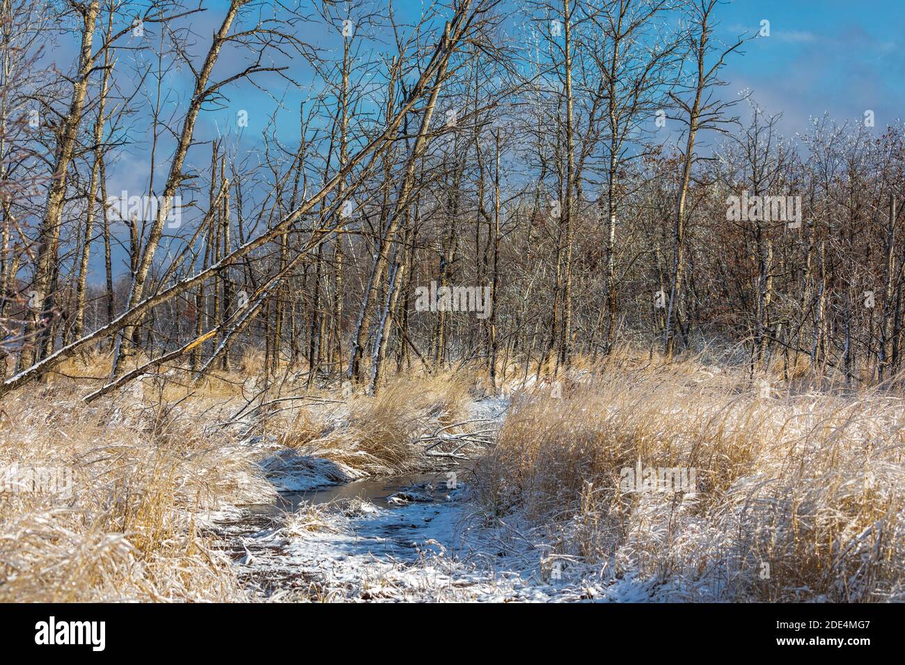 Wetland after an ice storm in northern Wisconsin Stock Photo Alamy