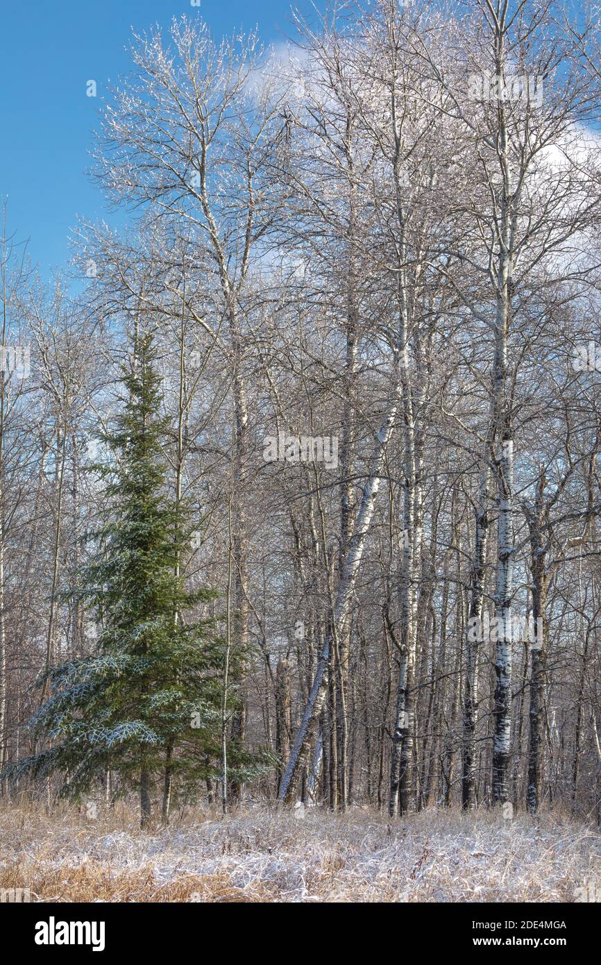 Wisconsin landscape after an ice storm Stock Photo Alamy