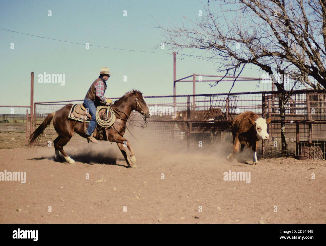 American Cowboys 1990s cowboy working out his cutting horse on a Texas