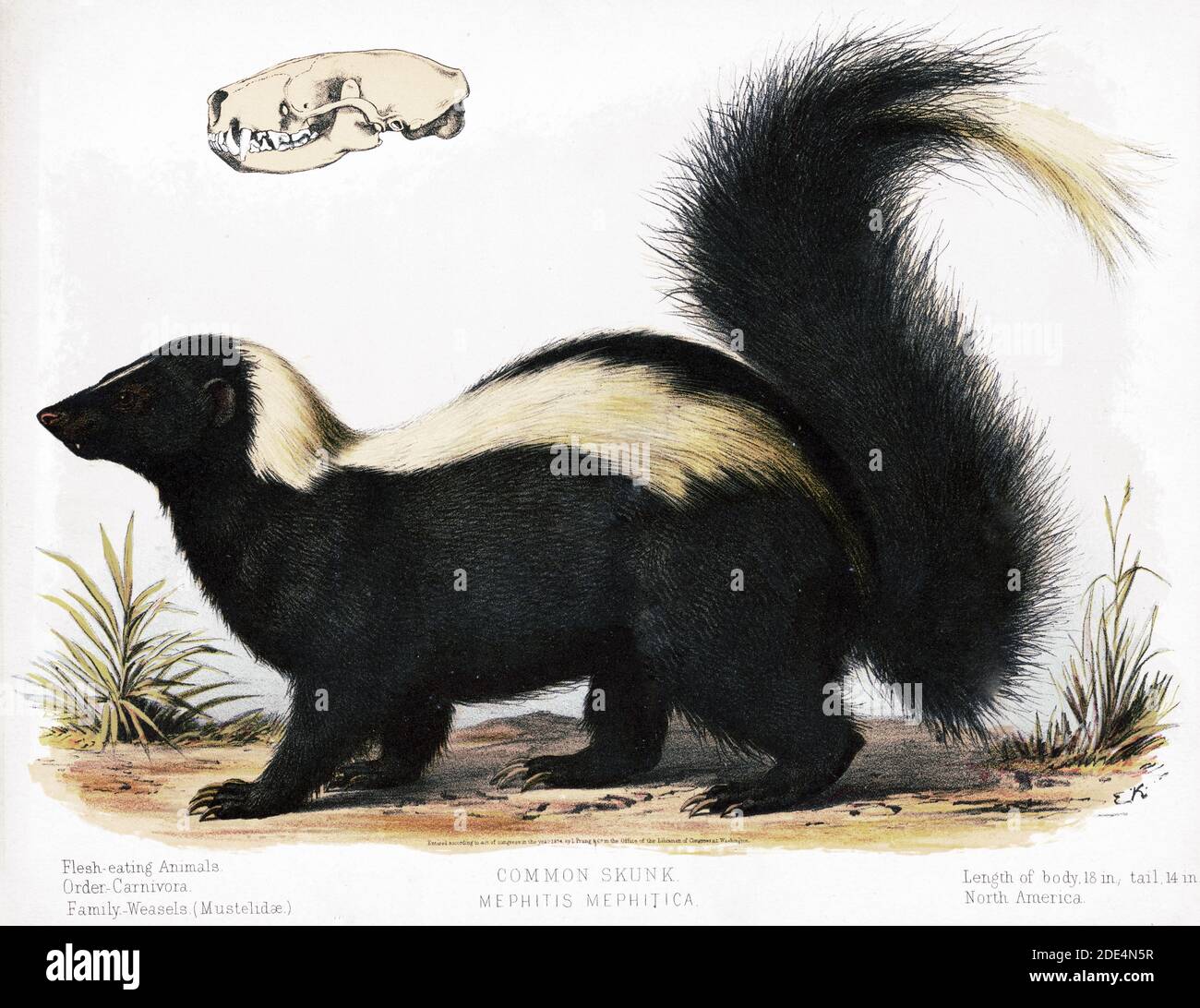Skunk skull hi-res stock photography and images - Alamy
