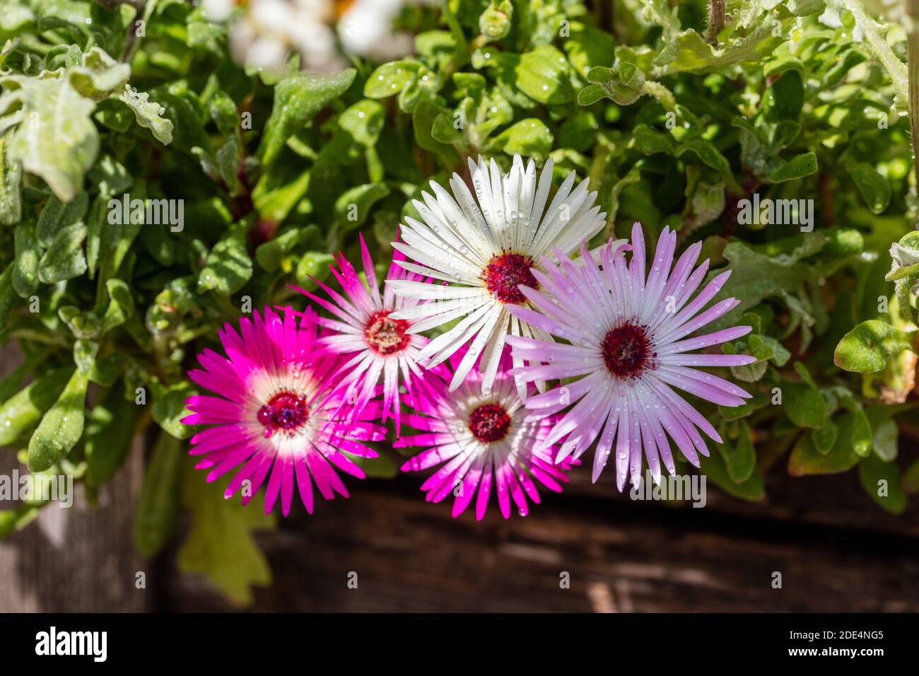 Livingstone daisy, Stor doroteablomma (Cleretum bellidiforme) Stock Photo