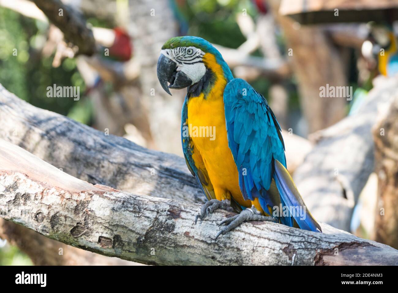 The Great Of Close Up Of Blue And Gold Macaw Bird Feathers With