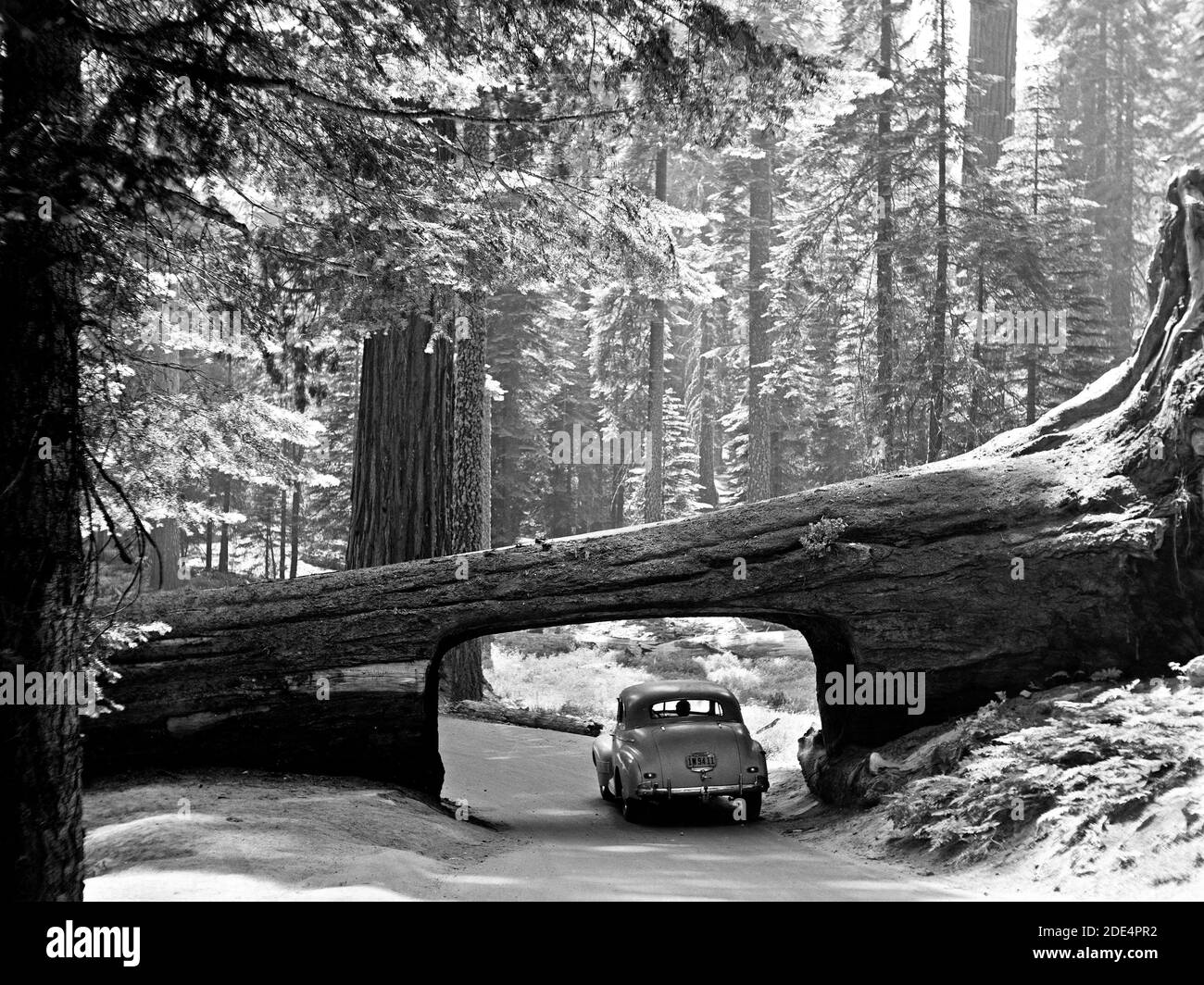 California History - Sequoia National Park Sept. 1957. The tunnel log. Car driving through passage way cut through side of log ca. 1957 Stock Photo