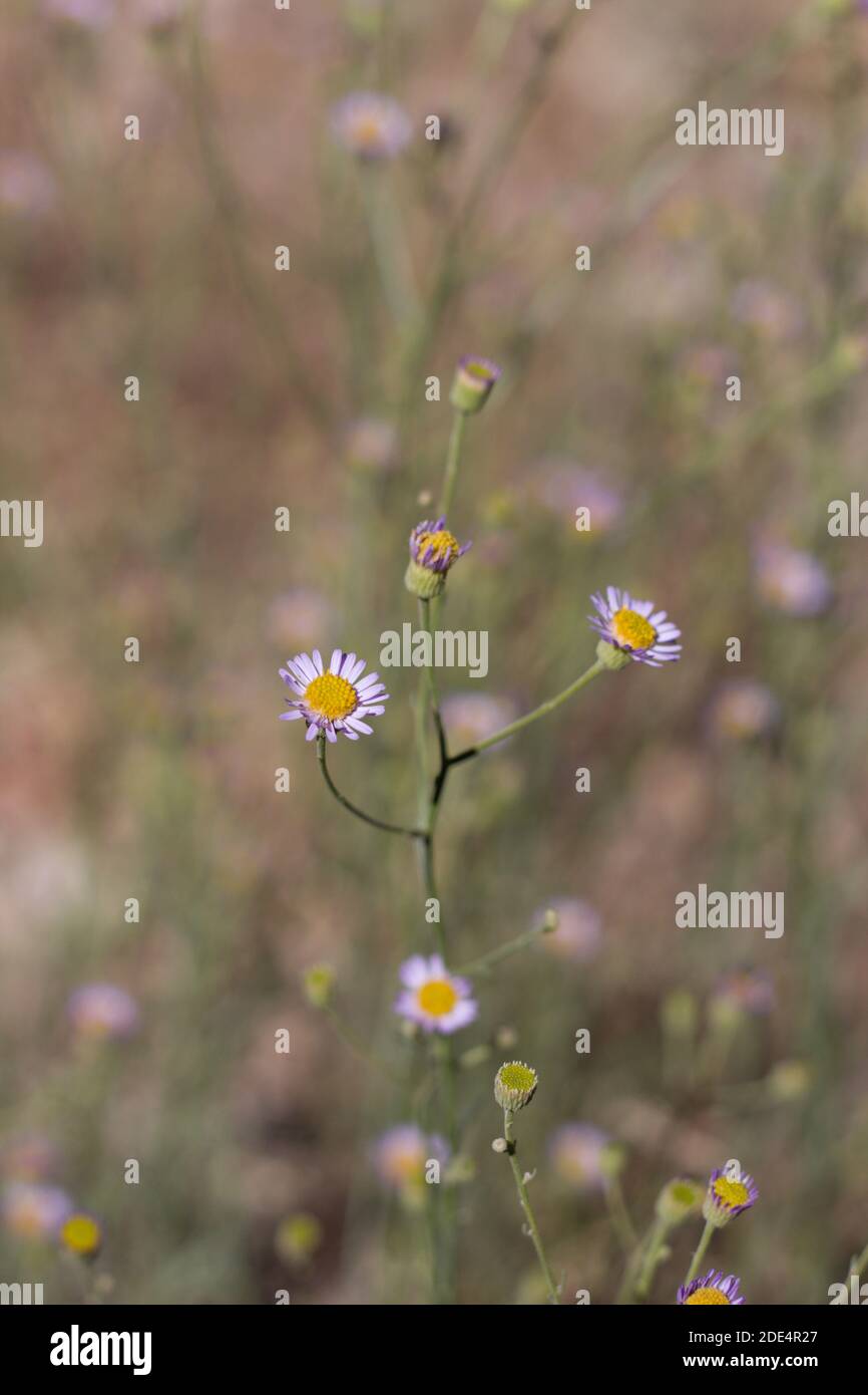 Head inflorescences, Spreading Fleabane, Erigeron Divergens, Asteraceae, native perennial herb, San Bernardino Mountains, Transverse Ranges, Summer. Stock Photo