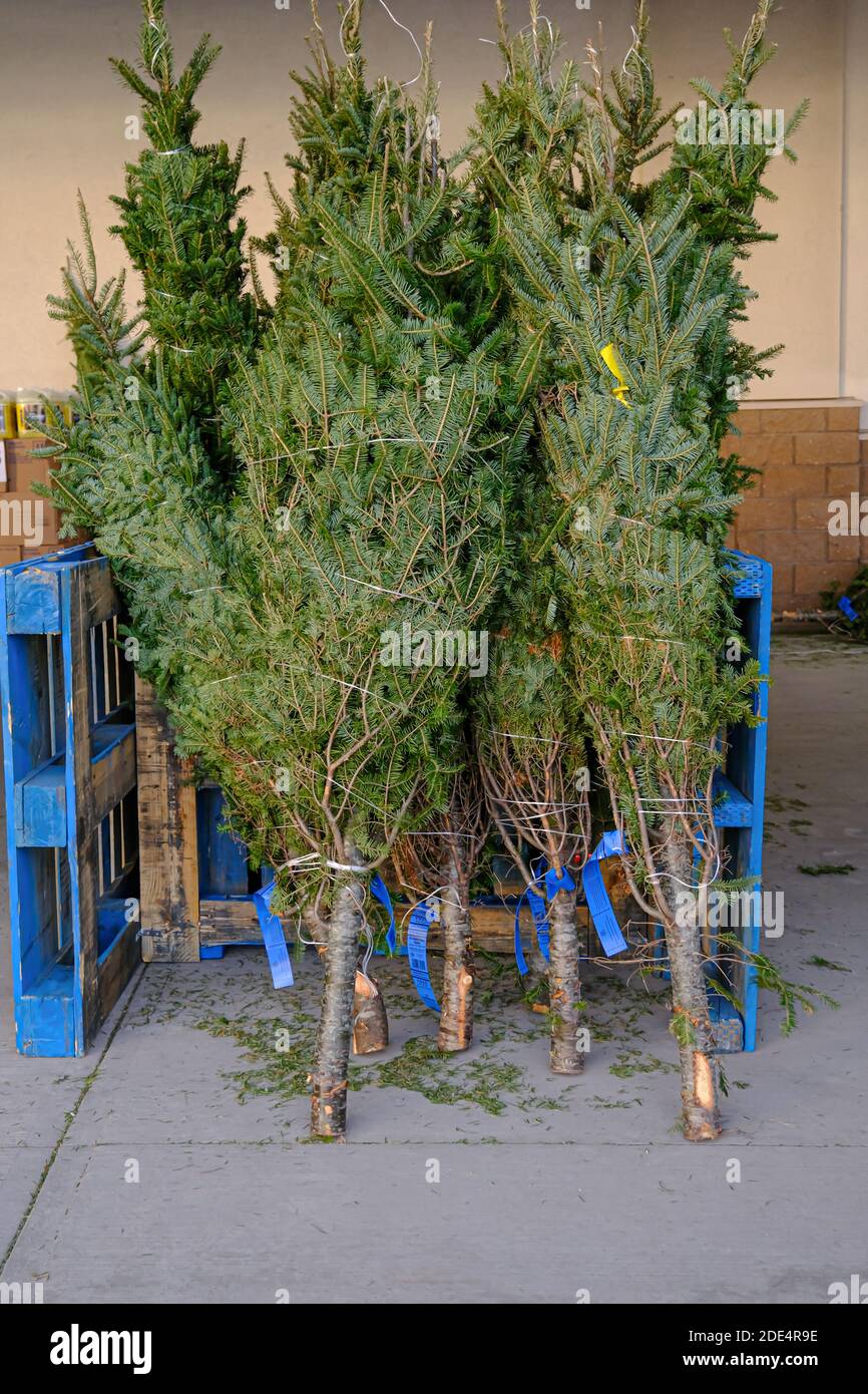 Fresh Cut Christmas Trees on display at supermarket Stock Photo - Alamy