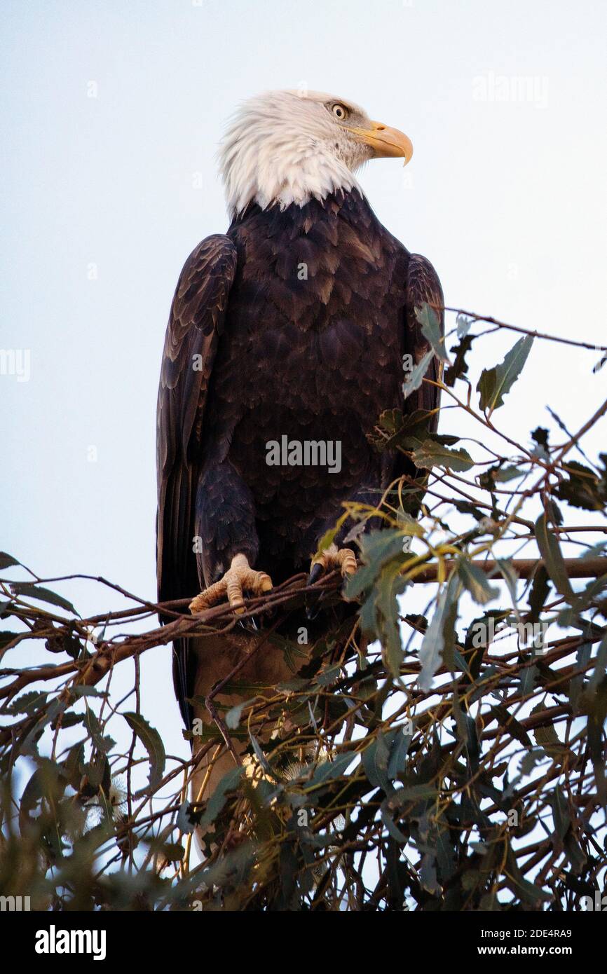 A Bald Eagle (Haliaeetus leucocephalus) at Ed Levin County Park in Milpitas, California Stock Photo