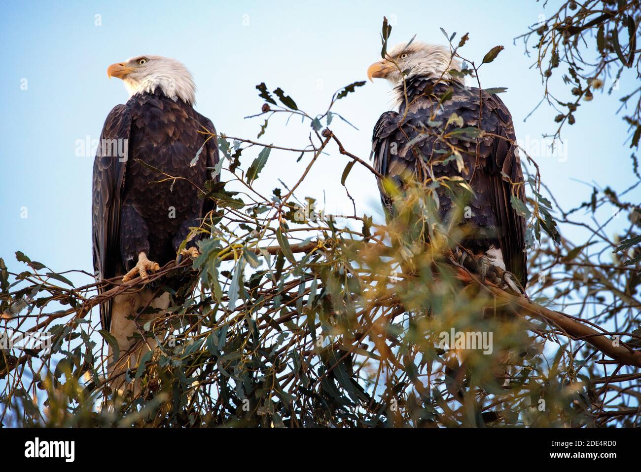A pair of Bald Eagles (Haliaeetus leucocephalus)  at Ed Levin County Park in Milpitas, California Stock Photo