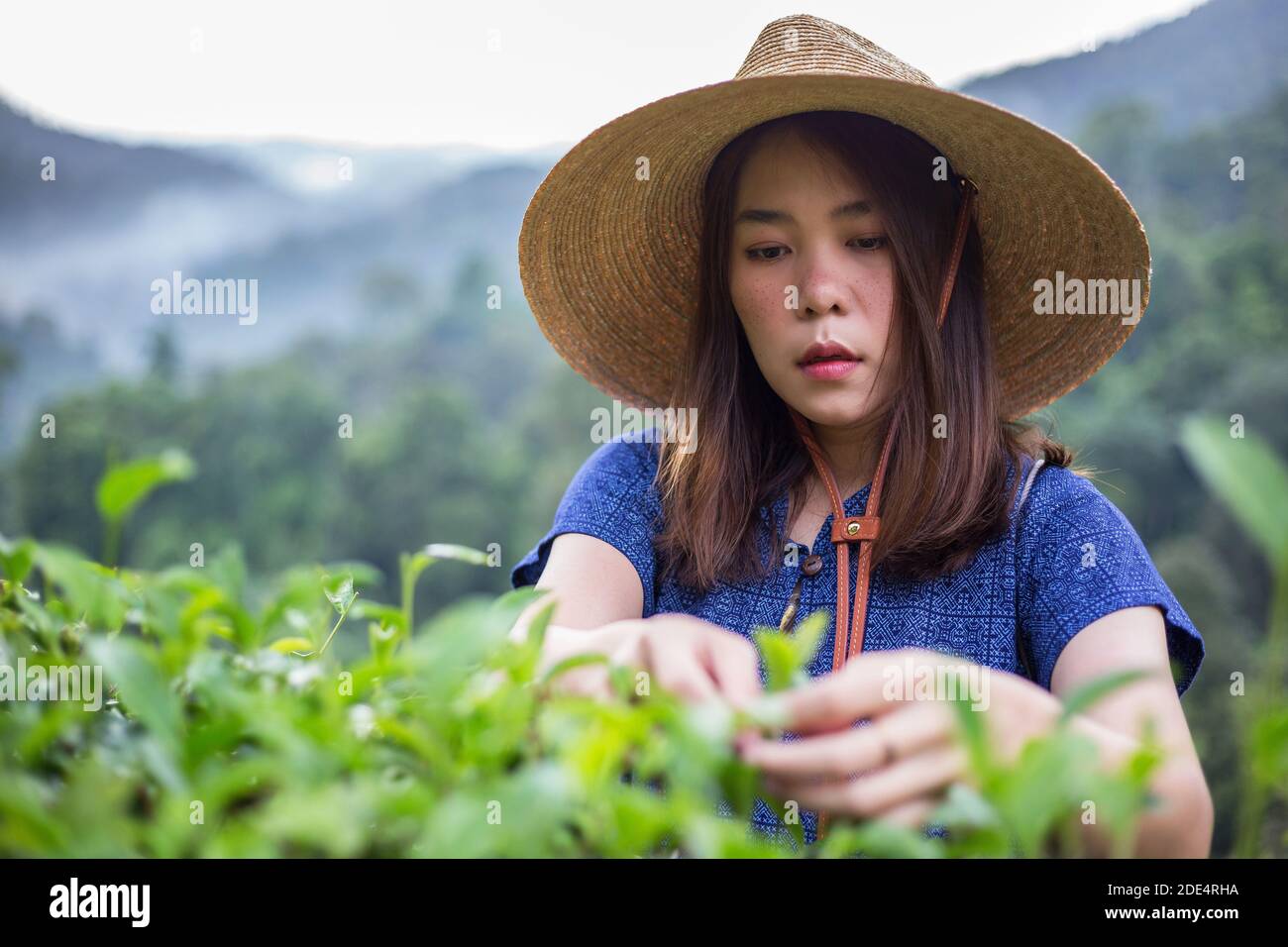 asian female farmer in tribal costume style carry woven basket origin lifestyle on highland tea plantation beautiful location of Northern Thailand Stock Photo