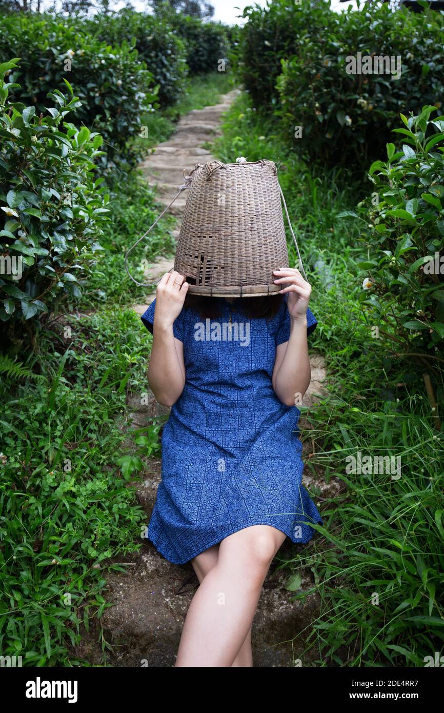 asian female farmer model in tribal costume style carry woven basket origin lifestyle on highland tea plantation with morning mist beautiful location Stock Photo