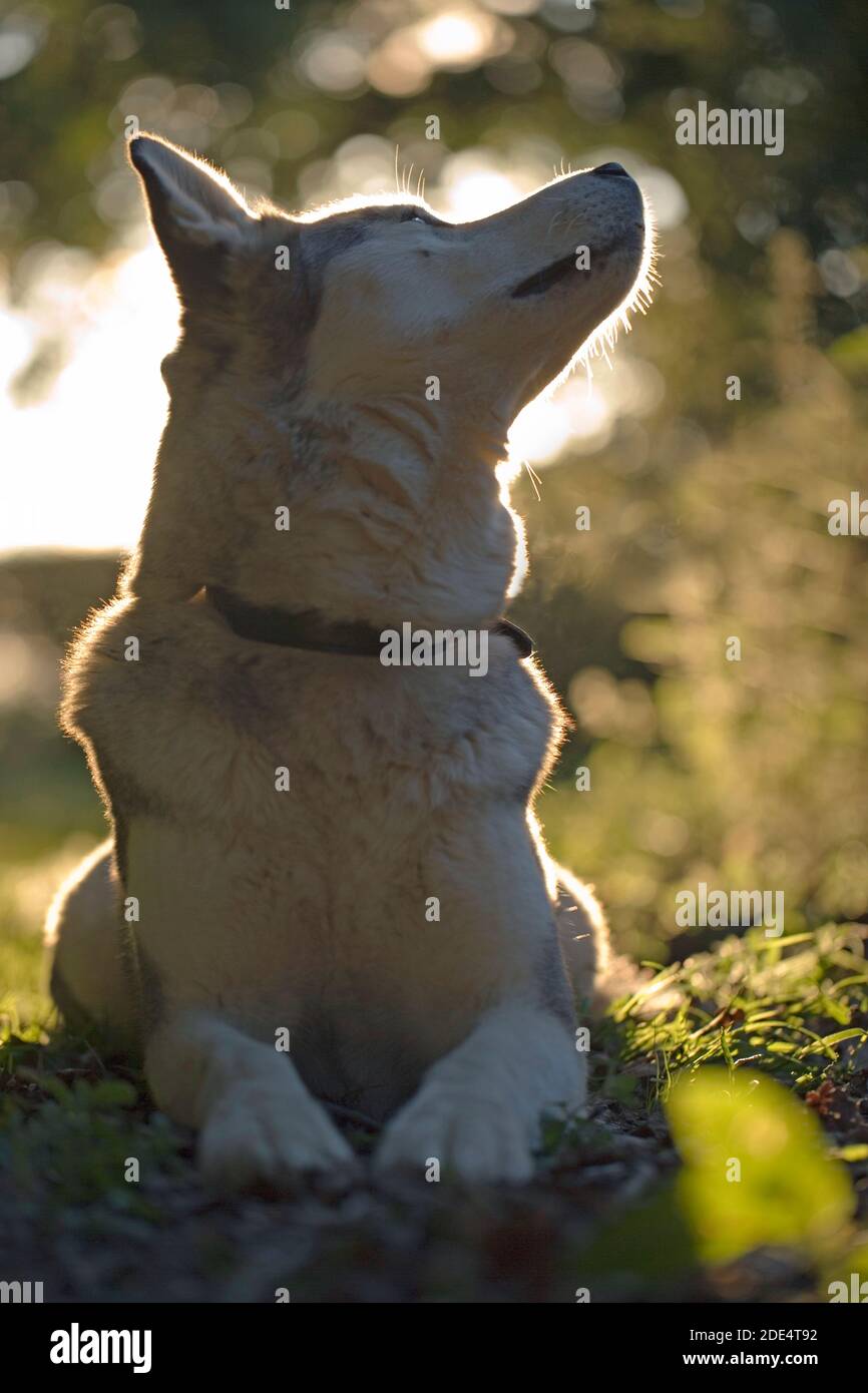 Siberian Husky, domestic breed of Dog (Canis lupus familiaris