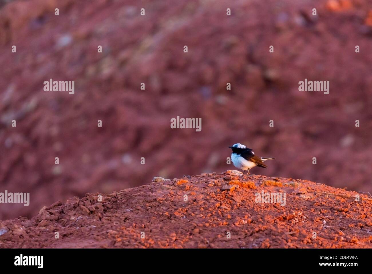 Pied wheatear or Oenanthe pleschanka in natural habitat. Stock Photo